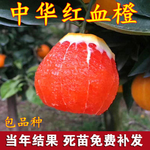 Orange Saplings Planted in the South and North of Gannan Navel Oranges Newhall Orange Ground Potted Grafting Extra Large Results in the Same Year