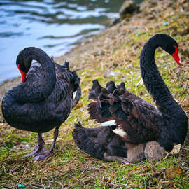 黑天鹅养殖基地出售幼苗成年小鹅适合生态园养殖观赏的黑天鹅