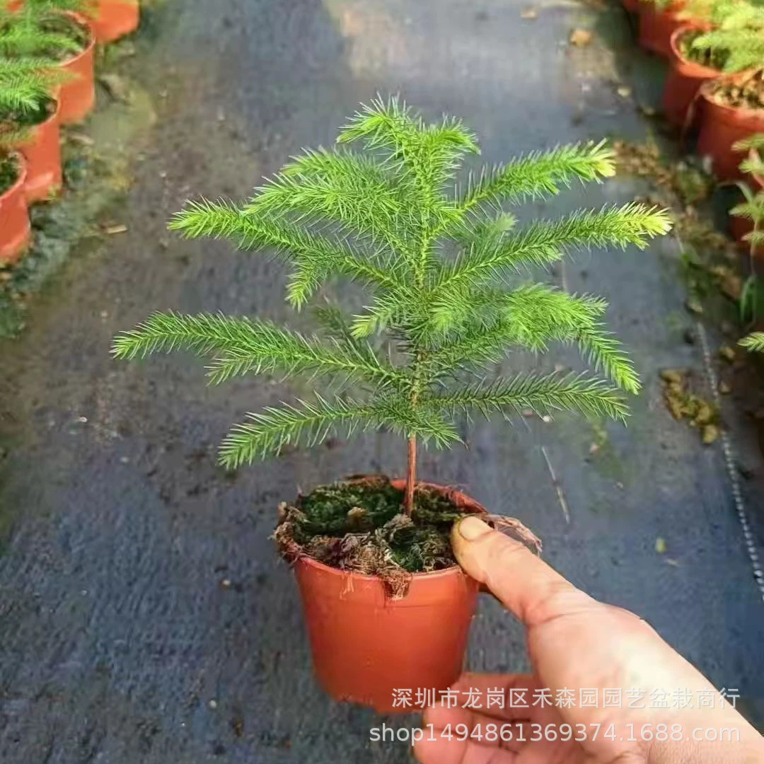 Araucaria Nordwig маленькая Маленькая Рождественская елка в горшках офисное настольное растение домашняя атмосфера хорошие морозостойкие зеленые растения