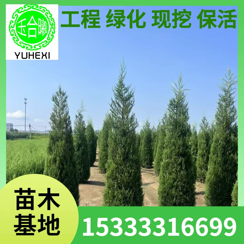 Арборвита, ползучая арборвита, вечнозеленое почвопокровное растение, Арборвита, Дандун Арборвита, Арборвита шар, Арборвита шар