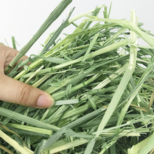 现货 燕麦草500g国产晒干燕麦草干草兔子荷兰猪龙猫草段绿燕麦草