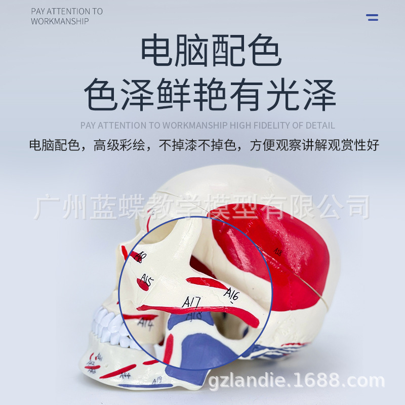 ����ҽѧ���ñ�׼ ����ͷ ͷ����ɫͷ­�Ǳ걾ģ�� ������ֹ��