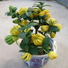 ֘ԎAָ辰ʳֲ̨ͥԺܾGֲB