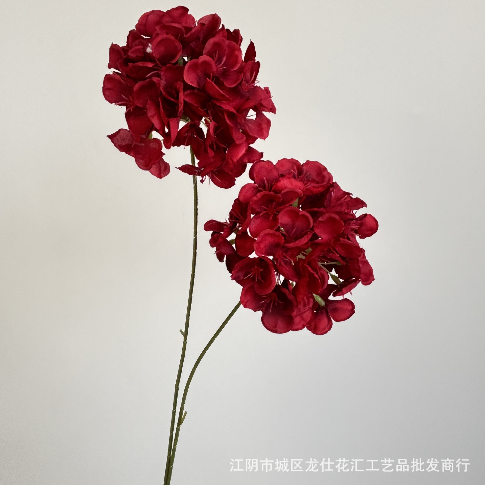 양면 진주 수국