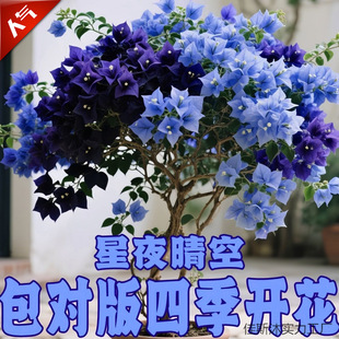 ��ҹ�������÷�ذ��ɫ�ļ��ڻ����B�҃��̨ͥԺ�h֦�͟��ͺ�