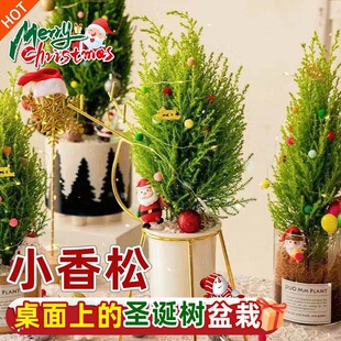��ڰ�С��������ֲ���}�Q������������҃�ֲ���ļ��}�Q�Gֲ�YƷ