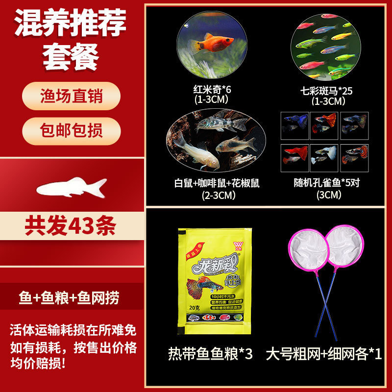 Lamko Fishは稚魚の飼育に適しており、生き残りやすい、淡水観賞魚、小さな孔雀、ゼブラフィッシュ、大型熱帯魚です。|undefined