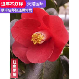 椿茶花 椿茶花批发 促销价格 产地货源 阿里巴巴