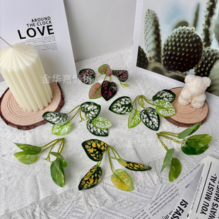 ����ș����~�ӷ����~�ӷ���Gֲ�~Ƭ����DIY�����c�b��~��