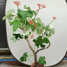 ��Ǻ��ĉK��ֲ��ɺ����ͩ����ƿ�Ә��ļ��_���̨ͥԺ���Ի���