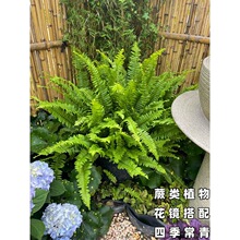 �Iާ����ާ�ֲ�ﲨʿ�D�҃��B�����F�ʺ�ާ����ļ����໨�Rֲ��