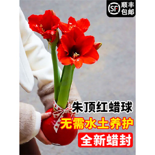 Red Amaryllis Wax Ball, High-Quality Double-Petaled Seed Bulb, Imported Wax Seal, No Need for Water and Soil Maintenance, Easy to Feed for Lazy People, New Year Gift