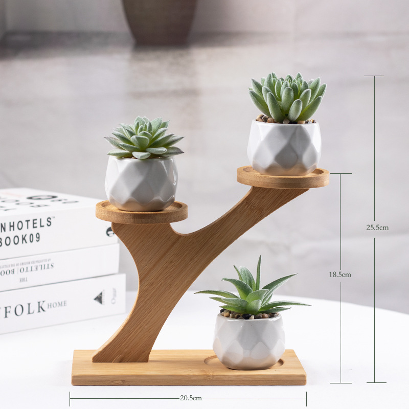 핫세일 세트 1 (다육식물 3개 + 화이트 세라믹 화분 + 화단)