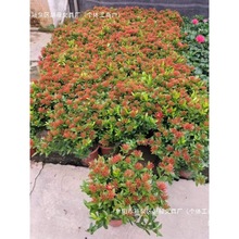 ������������ͥԺ����ֲ��G���ļ��_�������̨������ľ������