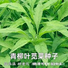 青柳叶苋菜种子抗高温耐老苋菜种子速生耐湿耐寒耐肥四季蔬菜种籽