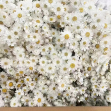 �����B �滨�_��˹С�r��diy�ɻ���������������������S���lֱ�N