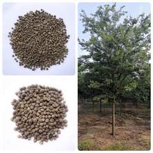 ��ľ�N�әΘ�N�Ӽt�Θ����ηN��С�~�t�ηN�Ӵ��~���ηN�ӾG��