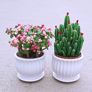 Golden Branches, Jade Leaves, Succulents, Wanzhongshan Indoor Potted Plants, Living Room, Formaldehyde-Absorbing Green Plants and Florals, Easy for Novices to Grow Florals and Plants
