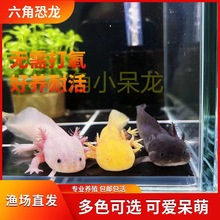 【包活】六角恐龙鱼6角蝾螈养不死无需打氧好养耐活冷水鱼观赏鱼
