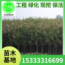 �������l�G����ľ����ľ�Ȼ����� 3���֪��Uľ�Ȯ����_�����󃞻�