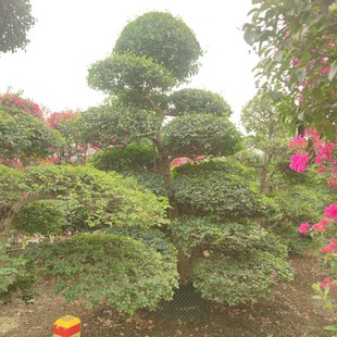 2402 garden base supply modeling lobular privet pile landscape 2.5-3 meters high evergreen courtyard landscape tree