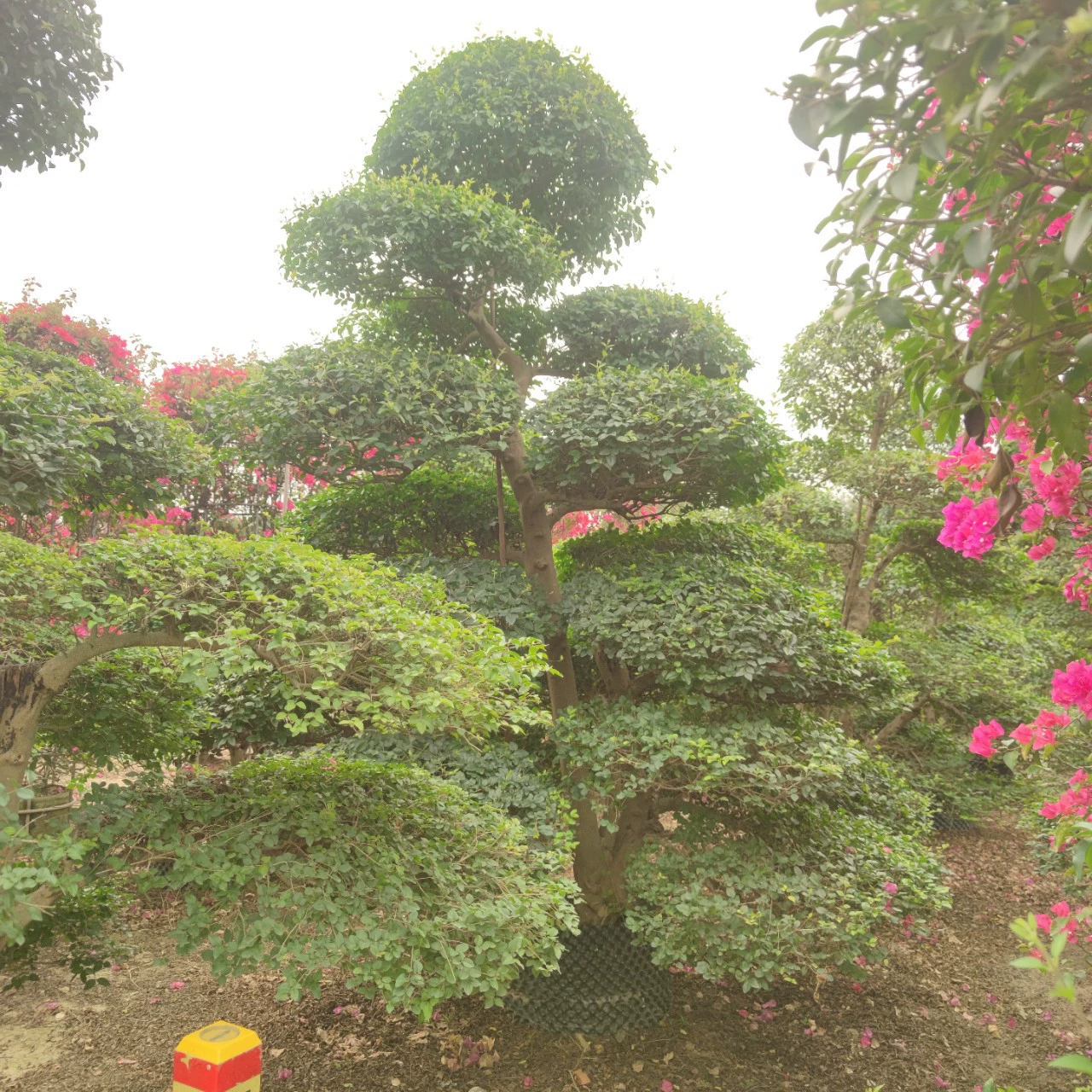 2402 Садоводство Подача Форма Листья Девы Сваи Сцена 2,5-3 метра Вечнозеленый двор Вид Дерево