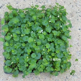 种子;其他园林植物;灌木