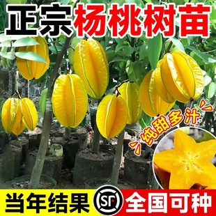 ���Ҙ������Y���ļ������̨�����������ͥԺ�̨���Ժ��B����