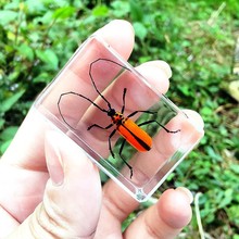真实昆虫标本透明树脂创意小摆件蝎子蜘蛛蜈蚣甲虫幼儿园海洋动物