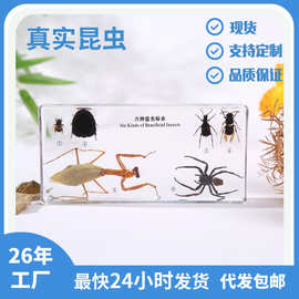 厂家直供真昆虫蝴蝶标本滴胶摆件植物种子标本亚克力摆件代发跨境
