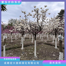 白玉兰树紫玉兰树基地苗圃批发规格齐全观赏风景行道树玉兰花树