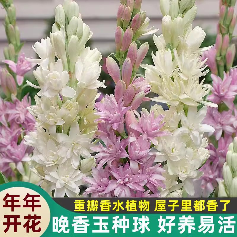 晚香玉种球夜来香花苗浓香型多年生植物室内外庭院四季易种晚香玉