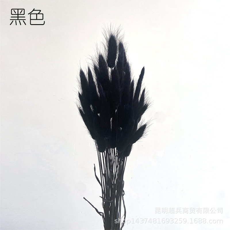 Hierba de cola de conejo flor seca hierba de cola de conejo blanco un montón de 50 piezas