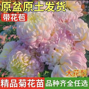 ��ϡ��Ʒ�N��ջ������Դ��玧�����ջ���ǧ�^���ͺ��҃Ȼ���ֲ��