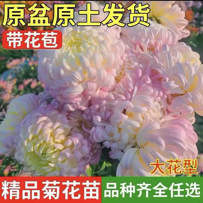 【Rare Variety of Large Chrysanthemums】Potted Large Chrysanthemum Seedlings with Flower Buds, Hardy Indoor Flower Plants