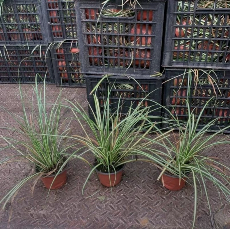 Парк питомник оптом Золотая Моховая трава 120 чашка двойной цвет чашка рассада качество полный горшок большое количество скидка