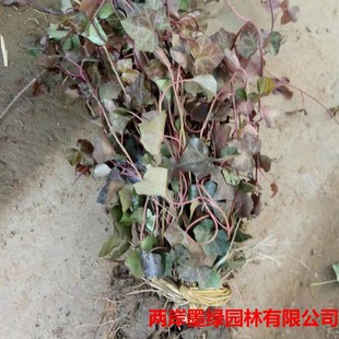 Base Wholesale Landscaping Project Seedlings Vine Plants Ivy Ivy Seedlings Evergreen Ivy Seedlings Evergreen All Year Round
