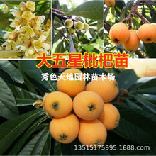 大五星枇杷苗嫁接特大无籽无核冰糖晚熟枇杷果树庭院地栽当年结果