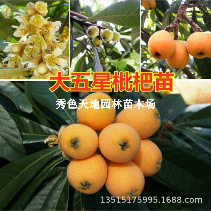 大五星枇杷苗嫁接特大无籽无核冰糖晚熟枇杷果树庭院地栽当年结果