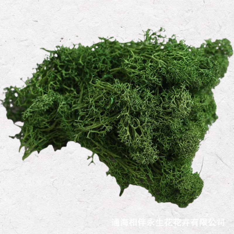 Gray Immortal Moss