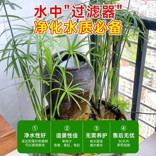 ˮ��ֲ��ˮ�񺵂���~���쾰����ˮ�|ˮ��ˮ��ֲ���~��������ˮɼ