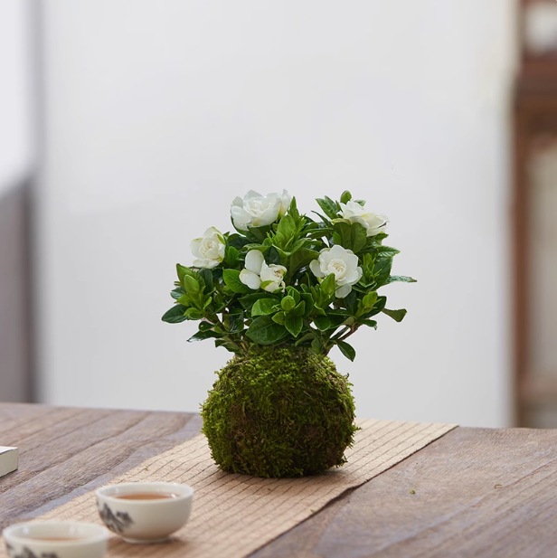 Musgo bola de junio nieve bonsai planta hidropónica acantilado modelado mini micro paisaje plantación verde de mesa interior pequeña maceta image 24