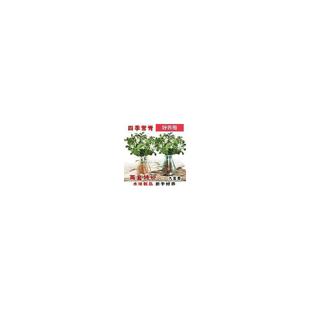 Jiuli Fragrant Flower Potted Plant, Strong Fragrance, Evergreen Indoor Balcony Hydroponic Green Plant, Purifies Air, Balcony Beautification