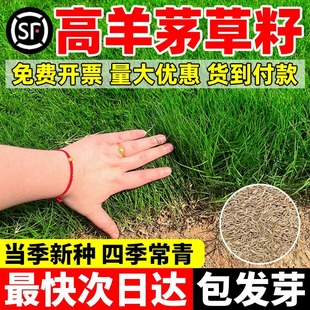 High-Quality Ryegrass Seeds for Slope Protection and Soil Stabilization, Evergreen for All Seasons, Suitable for B&B Camping and Greening Projects, Cold-Resistant and Trample-Resistant Lawn Seeds