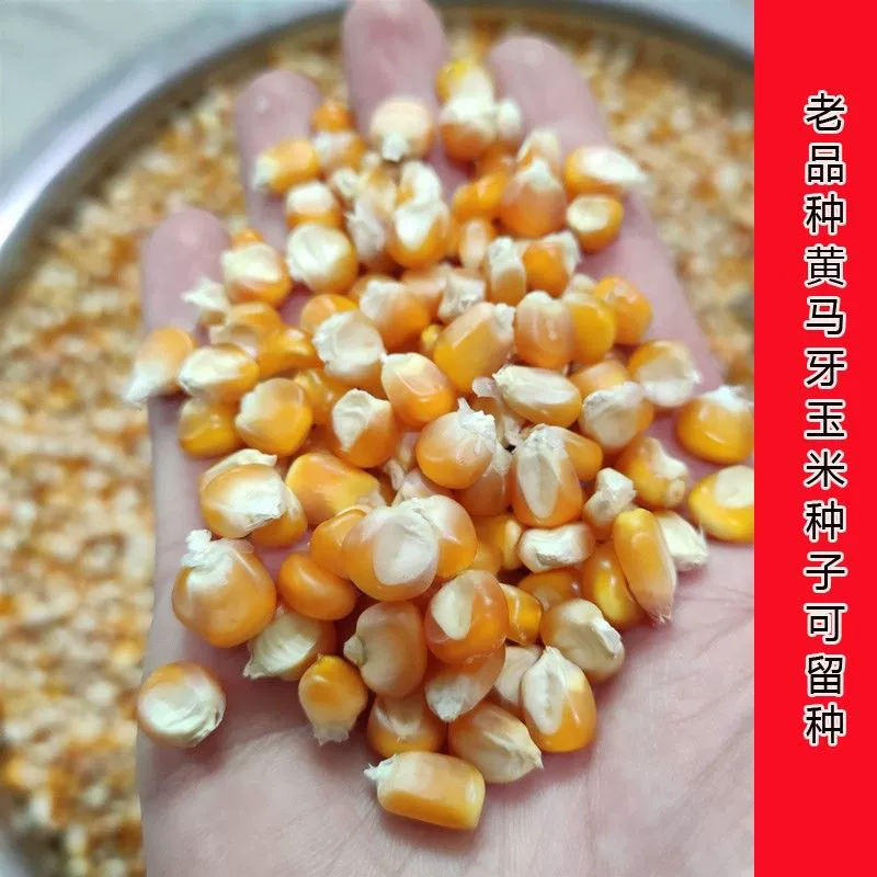 Семена кукурузы Ма Я, традиционный старый сорт желтой кукурузы Ма Я, можно сохранить для посадки.