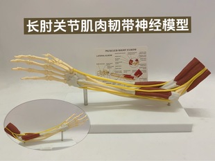 Human natural large upper limb arm attached muscle joint nerve hip model knee ligament elbow joint teaching aids
