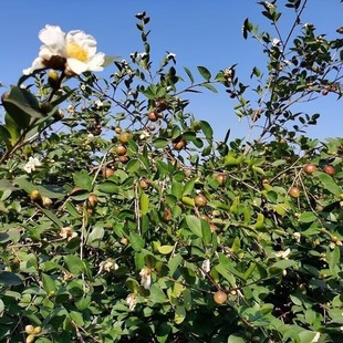 White Flower Camellia Seeds Camellia Seeds Camellia Perennial Large Fruit Camellia Tree Seeds Oil Tea Seeds