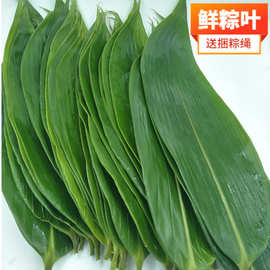 粽子叶新鲜大粽叶包粽子用野生天然家用真空袋装粽叶子箬竹叶批发