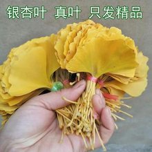 y~ɻȻ~Ȼ~~ӽɫ˱DIYճN