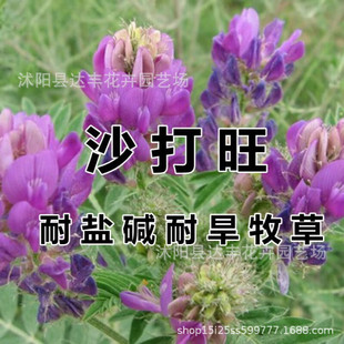 ���lɳ�����N��ֱ���S��б�o�S��ֱ���S�����ݷN����ș�|���r��